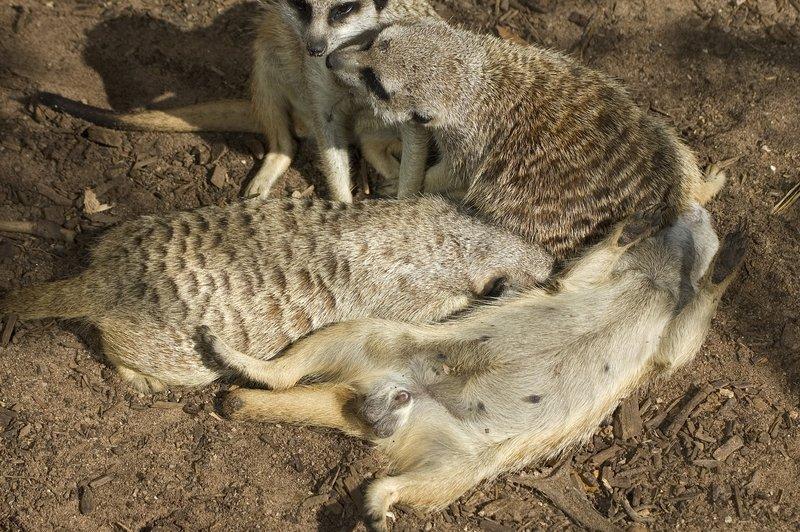 zoo_124 [800x600].jpg